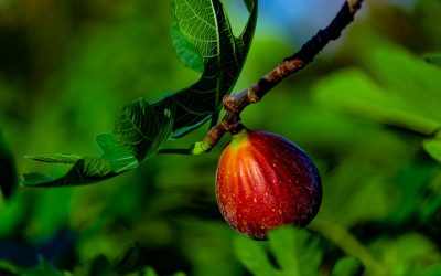 Vijgenboom in de tuin: kan dat in Nederland?